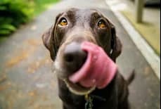 A brown dog with its tongue out.