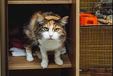A calico cat sitting in a shelter enclosure.