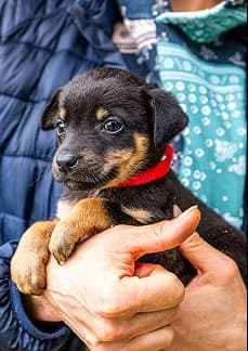 A volunteer holding a small black and tan puppy.