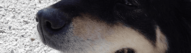 Downtown Humane Society banner