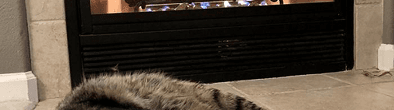 Feline Foster Network banner
