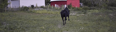 Equine Rescue & Rehabilitation banner