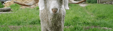 Regional Farm Sanctuary banner