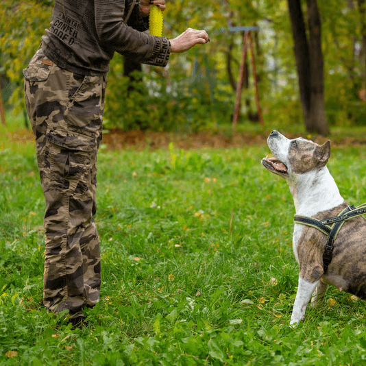 Northside Paws Training Co.