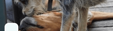 K9 Behavior & Training Alliance banner