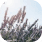 Backyard Pollinator Alliance icon