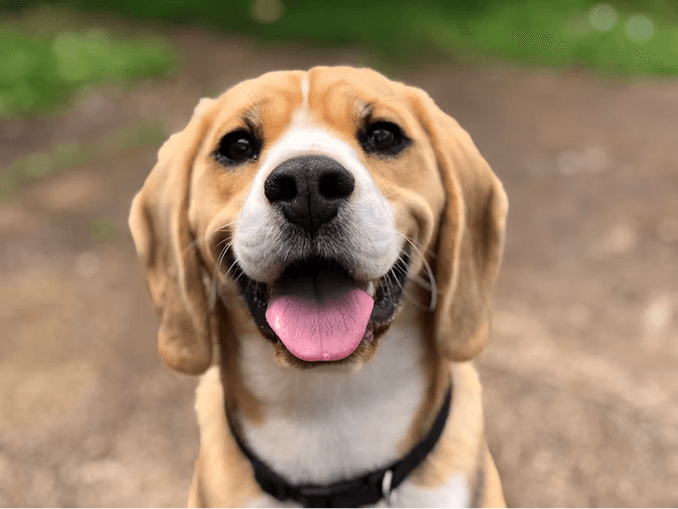Willow, a two-year-old labrador mix available for adoption