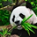 Global Wildlife Rescue Network