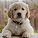 Senior Dog Sanctuary Network