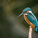 Wildlife Photographers United