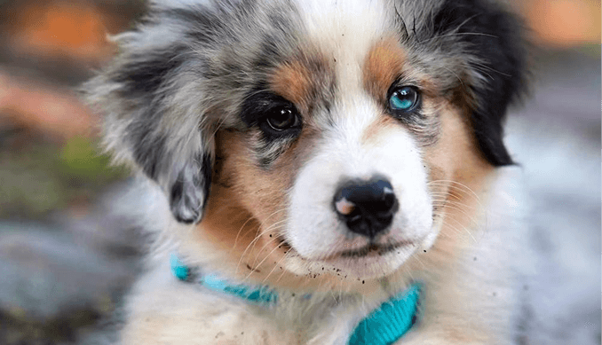 A community adoption event with people and dogs gathered outdoors