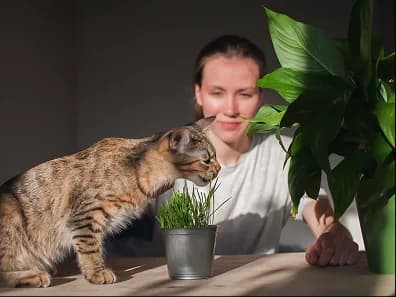 A woman and a tabby cat at a table with a houseplant