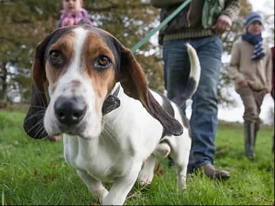 A basset hound trotting across a lawn