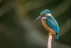 A kingfisher perched on a branch