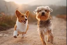 A corgi and a terrier running together