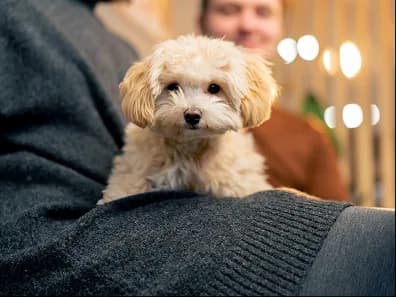 A fluffy puppy held on someone's lap