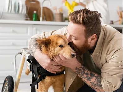 A man hugging an older dog in a wheeled harness