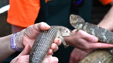 Hands holding two lizards