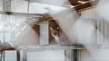 A cat resting in a wire enclosure