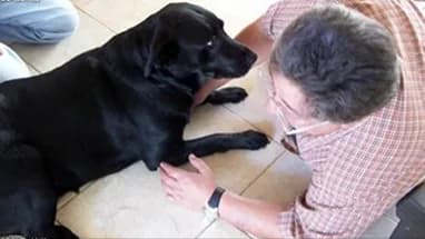A person comforting a black Labrador