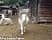Goats at a farm sanctuary