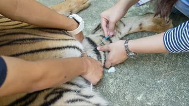 Caretakers treating a sedated tiger