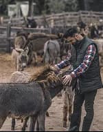 A man tending donkeys in a farmyard
