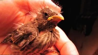 A rescued fledgling held in cupped hands