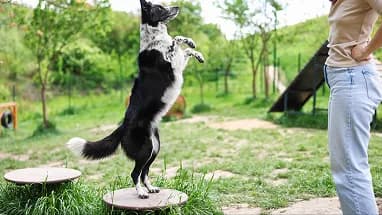 A border collie balancing on a training platform