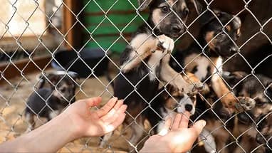 Hands reaching toward rescued puppies behind a fence
