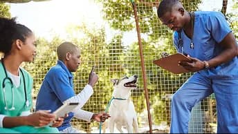 Veterinary staff examining a dog outdoors