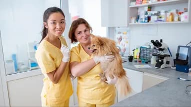 Two veterinary staff holding a small dog in a clinic