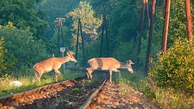 Deer crossing a railway line through a forest