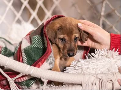 A puppy wrapped in a blanket being petted