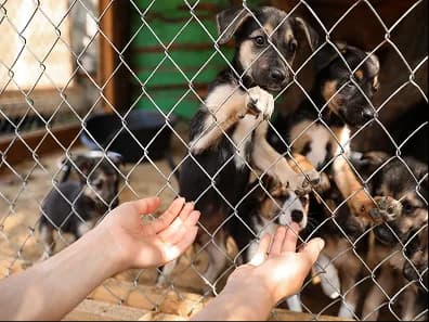 Hands reaching toward puppies behind a fence