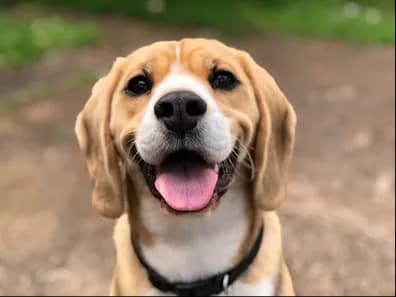 A smiling beagle