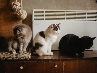 Three cats sitting on a dresser