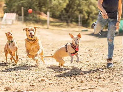 Dogs running across a dirt park