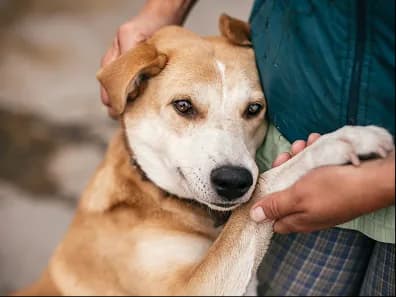 A dog resting its paw in someone's hand