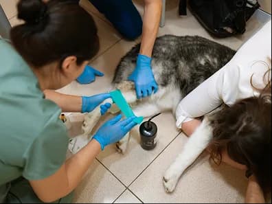 Veterinary staff bandaging a dog's leg