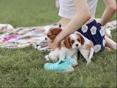 A cavalier puppy on a picnic blanket