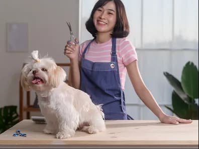 A groomer brushing a small white dog