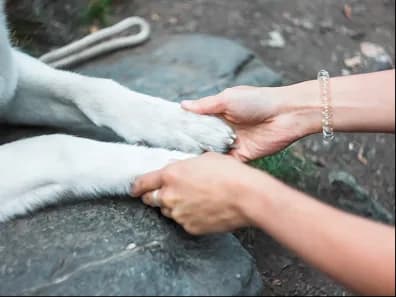 Hands holding a dog's paw