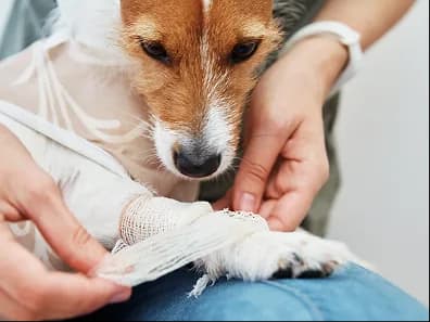 A dog's paw being bandaged