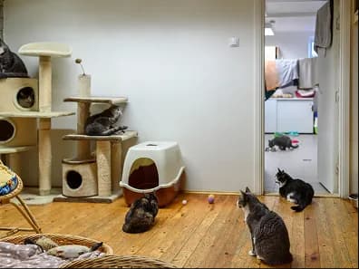 Cats in a room with a cat tree