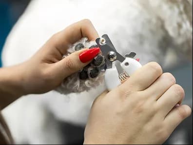 Clippers trimming a pet's nails