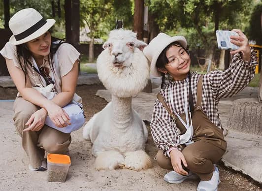 Two people taking a selfie with an alpaca