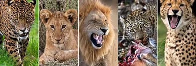 A row of big cats: jaguar, lion, leopard and cheetah