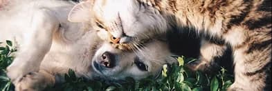 A cat and a dog curled up together