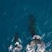 Dolphins seen from above at the ocean surface
